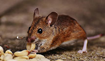 24 Hour & Emergency Exterminators in Univ Of Cal Santa Barbara, CA
